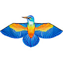 Bird Kite Kingfisher
